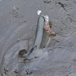 雨の平谷湖フィッシングスポットで爆釣！